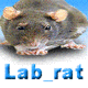 lab_rat835's Avatar