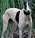 Greyhound1's Avatar